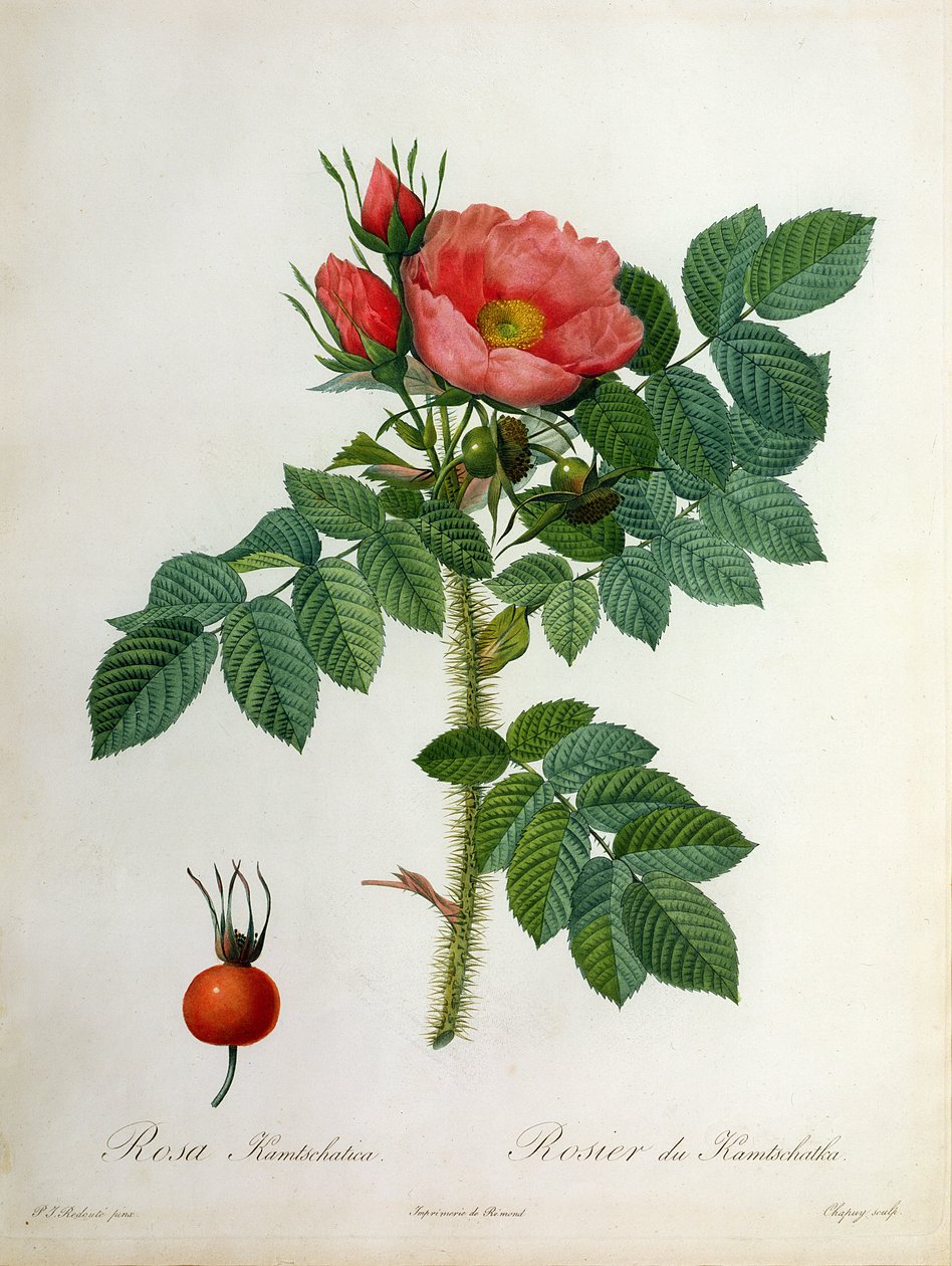 Rosa Kamtschatica, Chapuy metszet, Remond kiadó alkotó: Pierre Joseph Redouté