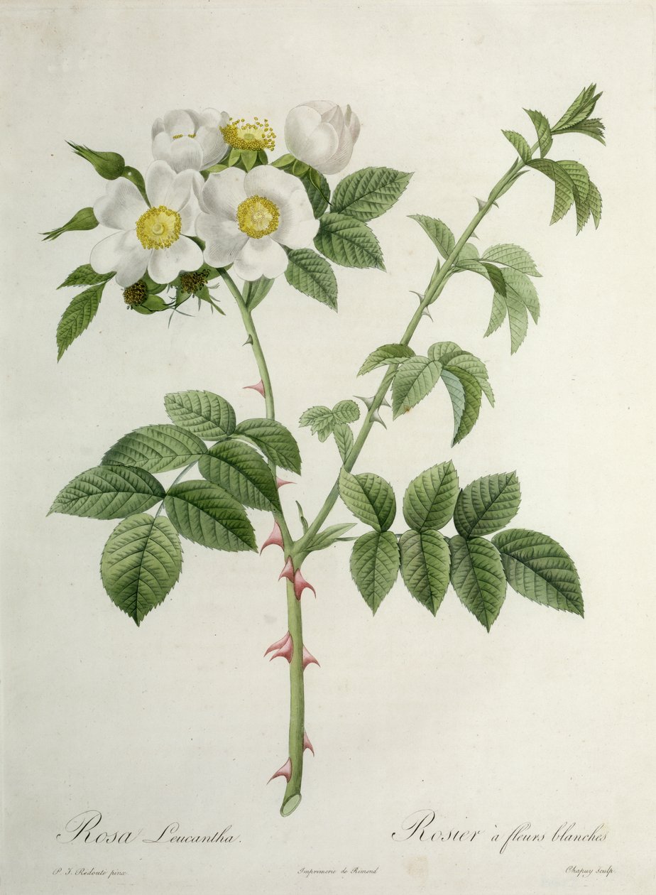 Rosa Leucantha, Chapuy metszete, Remond kiadó alkotó: Pierre Joseph Redouté