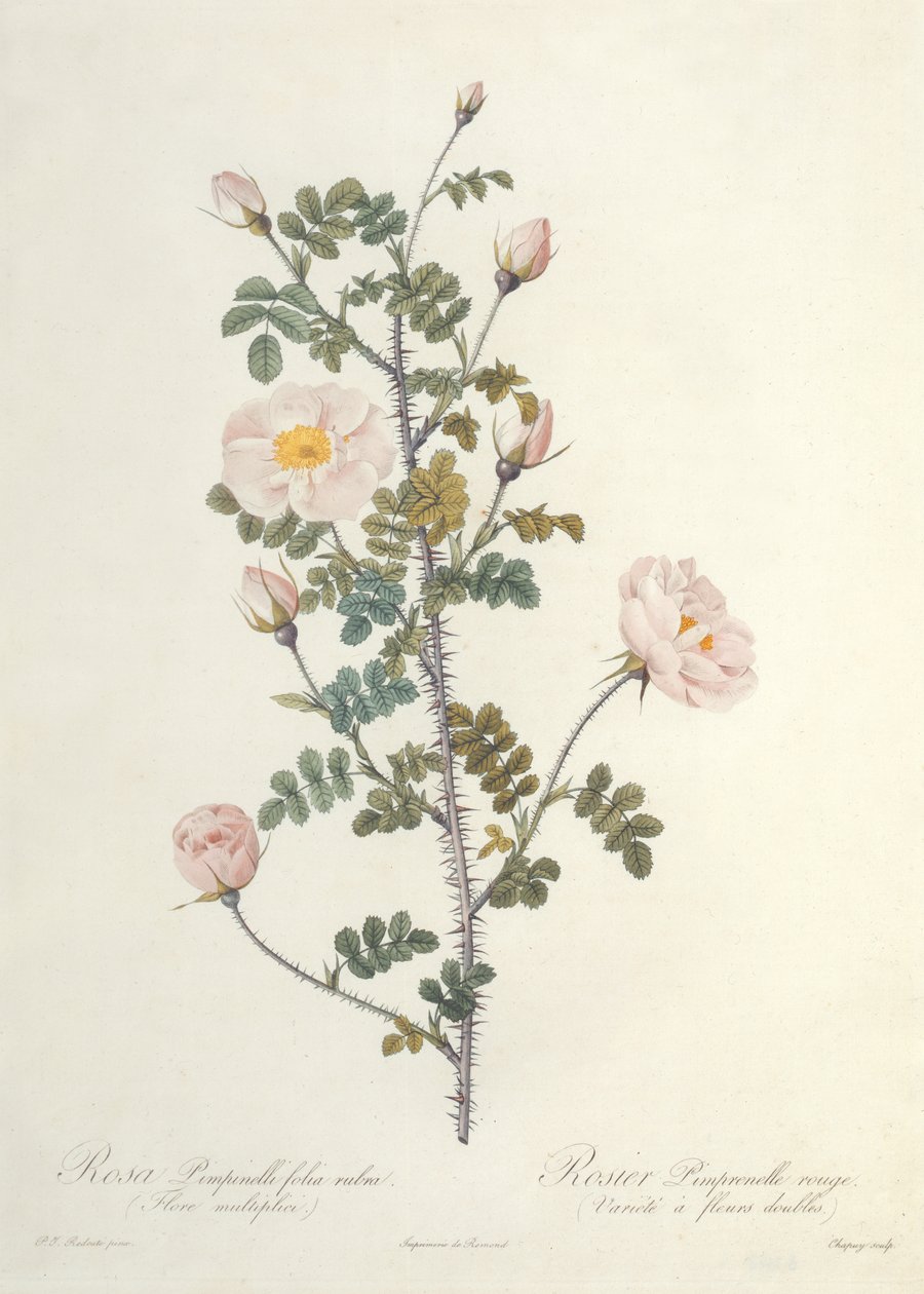 Rosa Pimpinellifolia Rubra Flore Multiplici, Chapuy metszete, kiadó: Remond alkotó: Pierre Joseph Redouté