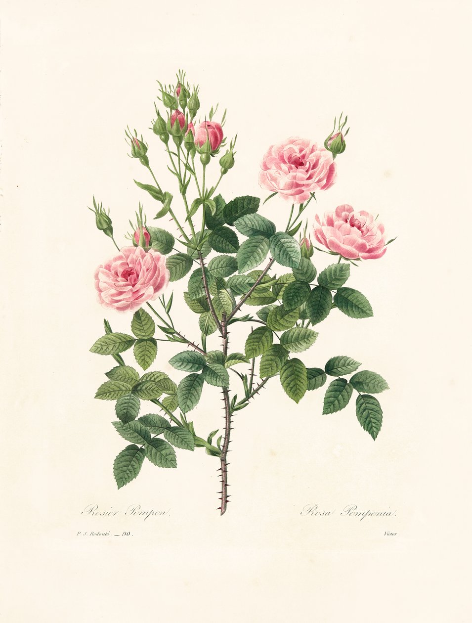 Rosa Pomponia, Victor metszete, "Choix des Plus Belles Fleurs et des Plus Beaux Fruits", I. kötet, 1827-33. alkotó: Pierre Joseph Redouté