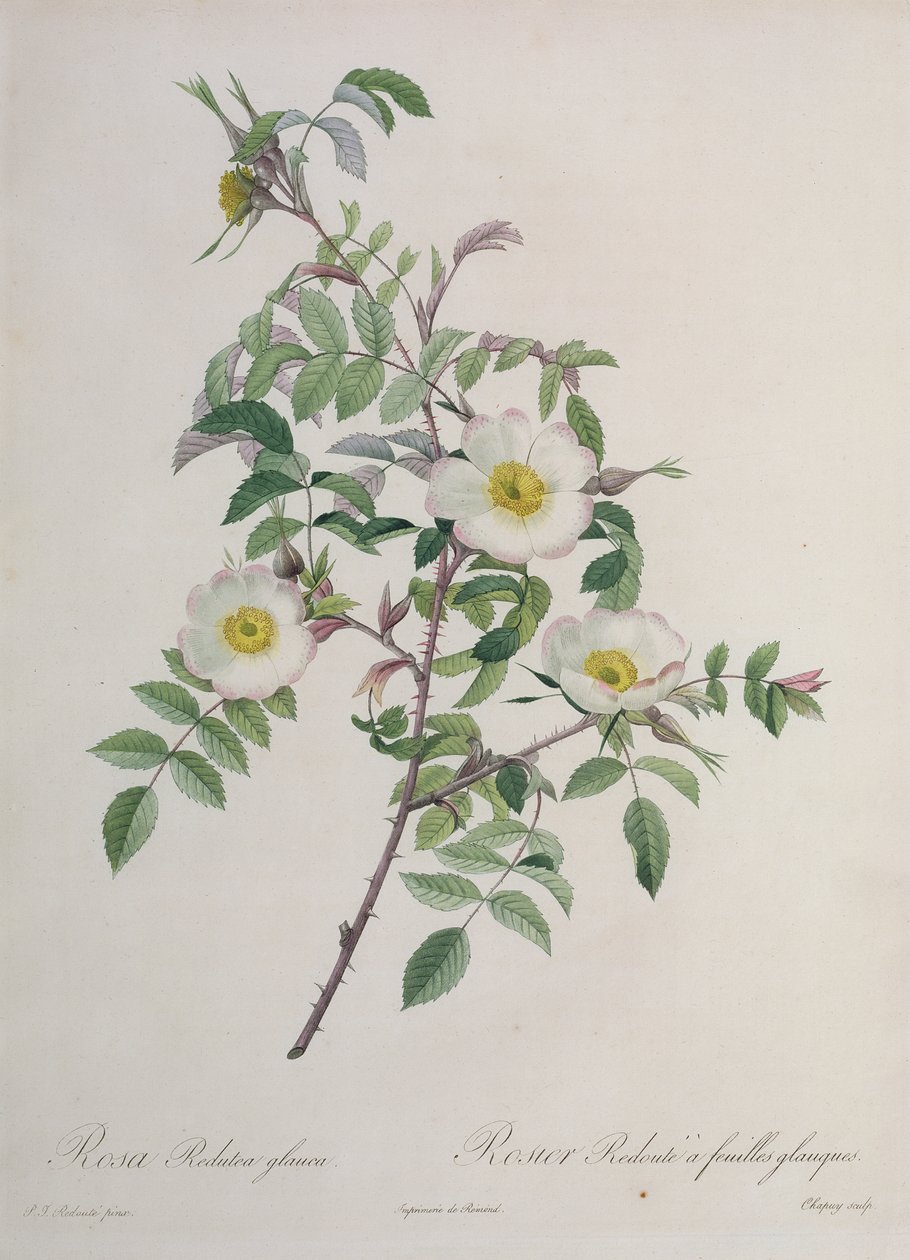 Rosa Redutea glauca, Chapuy metszete, Remond kiadásában alkotó: Pierre Joseph Redouté
