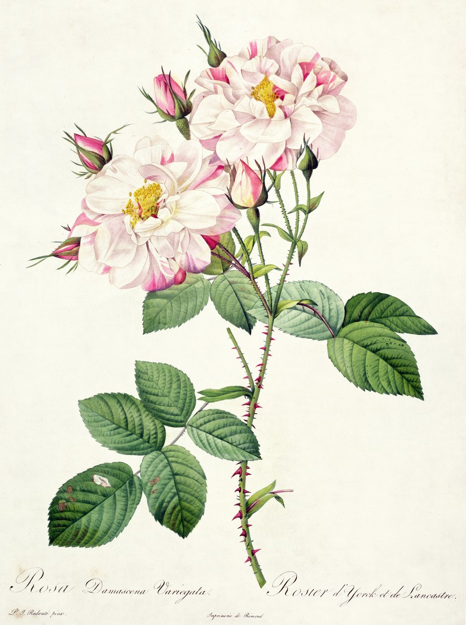 Rosa damascena variegata (York és Lancaster rózsa), Bessin metszet, a „Les Roses”-ból, 1817-24 (színes akvatinta) alkotó: Pierre Joseph Redouté