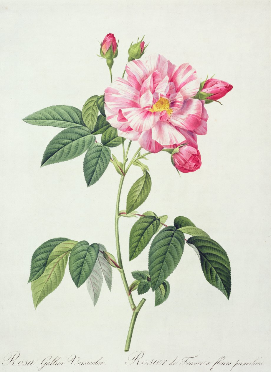 Rosa gallica versicolor (francia rózsa), Langlois metszete, "Les Roses", 1817-24 (színes akvatinta) alkotó: Pierre Joseph Redouté