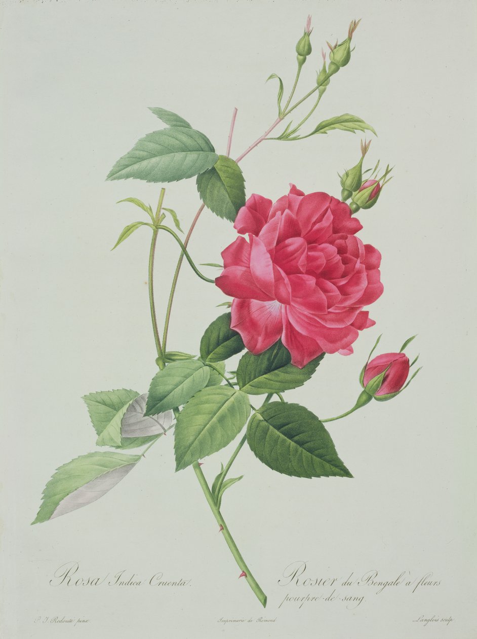 Rosa indica cruenta (vérvörös bengáli rózsa), Langlois metszete, a „Les Roses”-ból, 1817-24 (színes akvatinta) alkotó: Pierre Joseph Redouté
