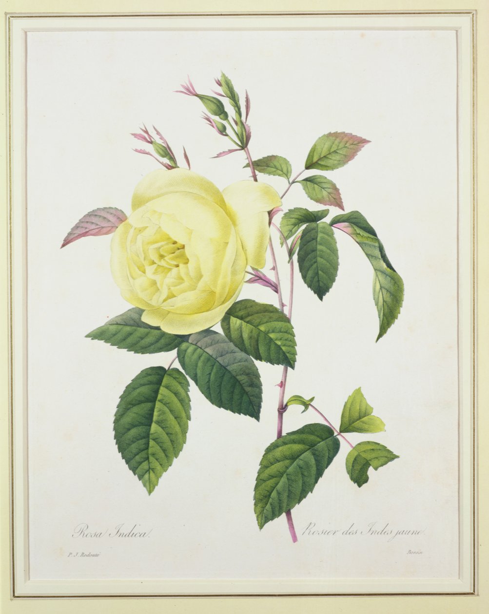 Rosa indica, Bessin metszete, a "Choix des Plus Belles Fleurs" című kötetből, 1827. alkotó: Pierre Joseph Redouté