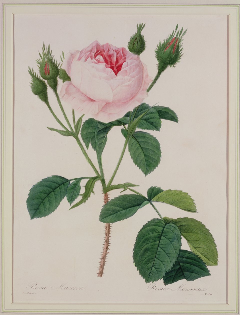 Rosa muscosa (moha rózsa), Victor metszet, a "Legszebb virágok válogatásából", 1827 alkotó: Pierre Joseph Redouté