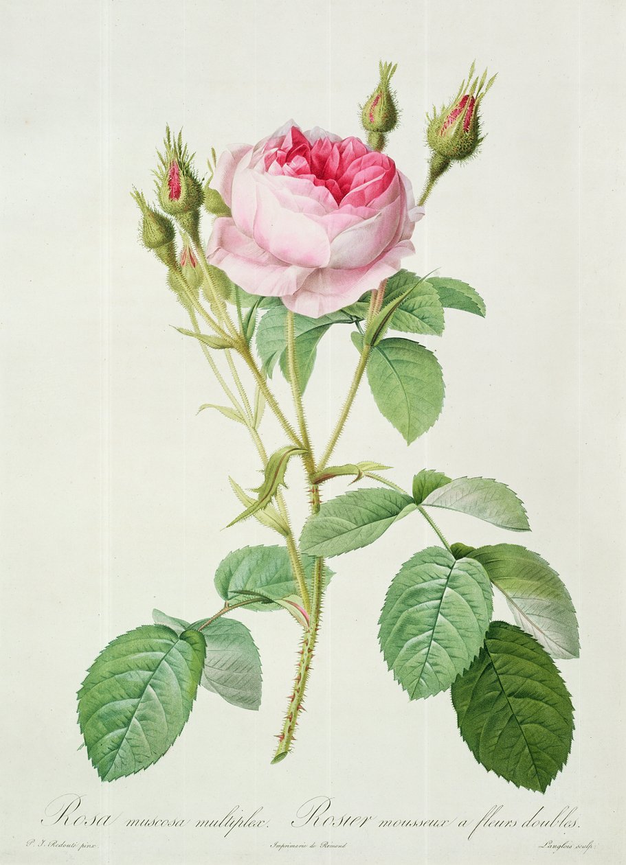 Rosa muscosa multiplex (kettős moharózsa), Langlois metszet, a „Les Roses”-ból, 1817-24 (színes akvatinta) alkotó: Pierre Joseph Redouté