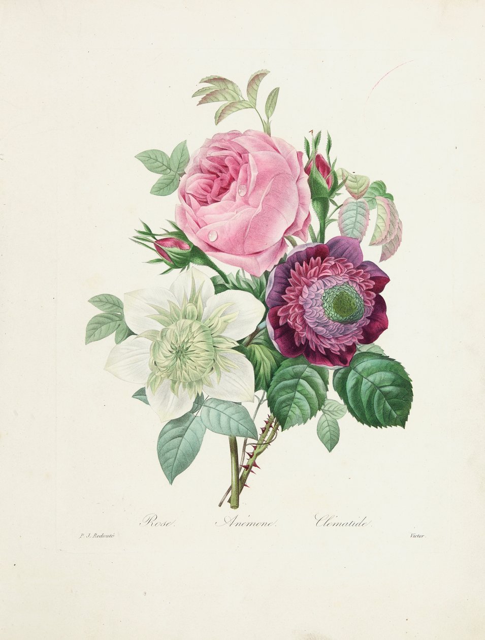 Rózsa, kökörcsin és klematisz, Victor metszetében, a "Legszebb virágok és legszebb gyümölcsök válogatásából", 1827-33 alkotó: Pierre Joseph Redouté