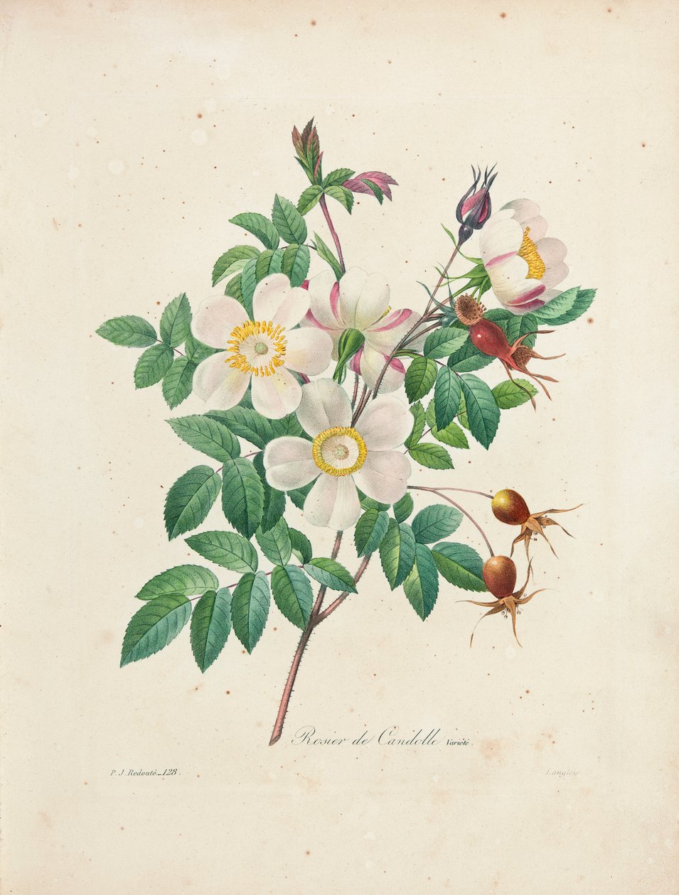 Rosier de Candolle, „A legszebb virágok és legszebb gyümölcsök válogatása”, 1. köt. I, 1827-33 alkotó: Pierre Joseph Redouté