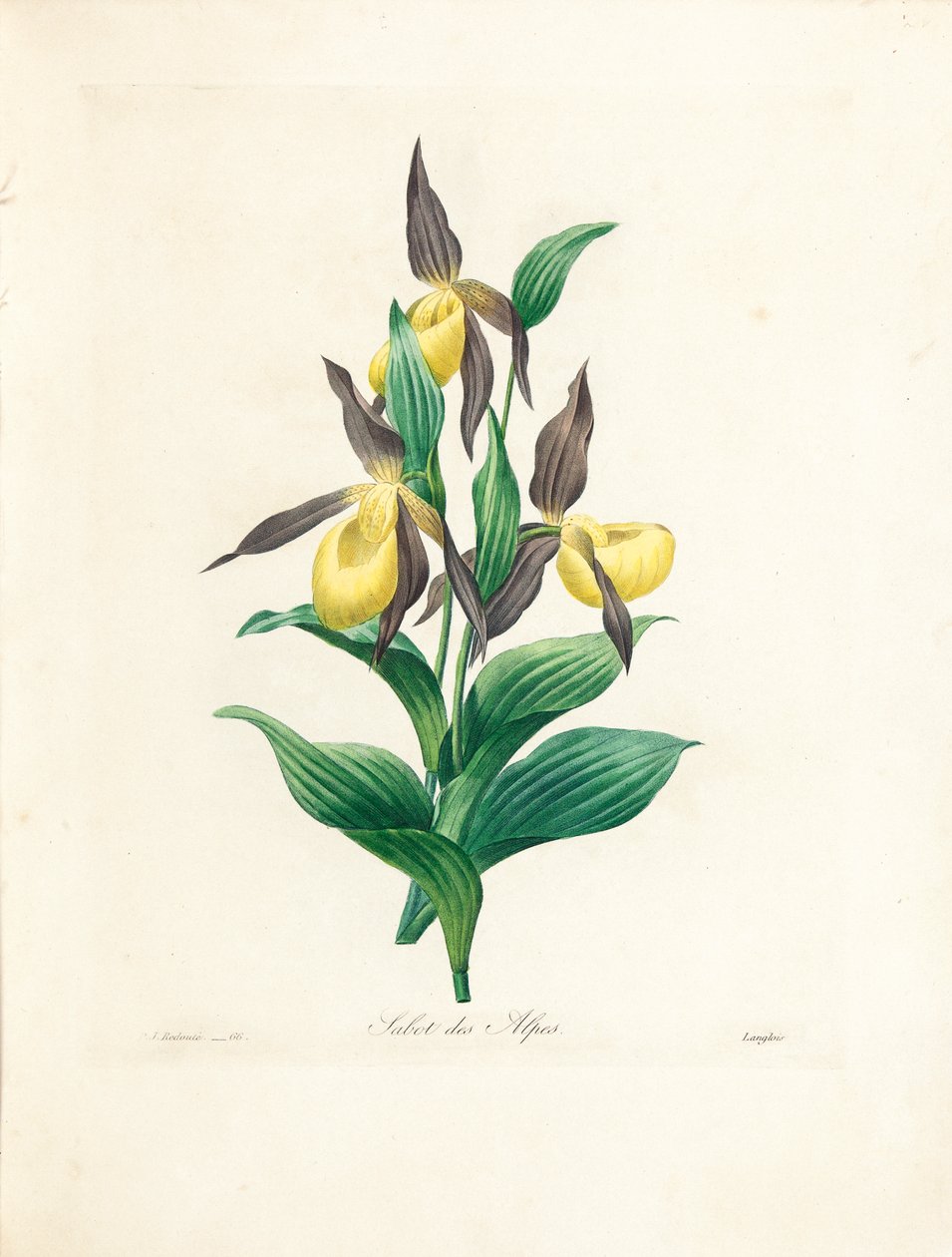 Sabot des Alpes, Langlois metszete, a „Legszebb virágok és legszebb gyümölcsök kiválasztása” című kötetből, 1. kötet. II, 1827-33 alkotó: Pierre Joseph Redouté