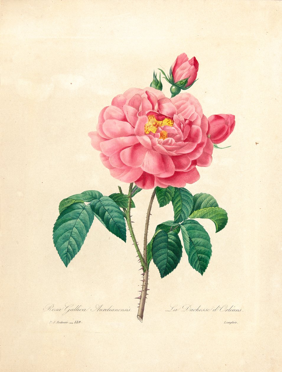 Az orleansi hercegnő rózsája, Langlois metszete, a "Choix des Plus Belles Fleurs et des Plus Beaux Fruits", I. kötet, 1827-33. alkotó: Pierre Joseph Redouté