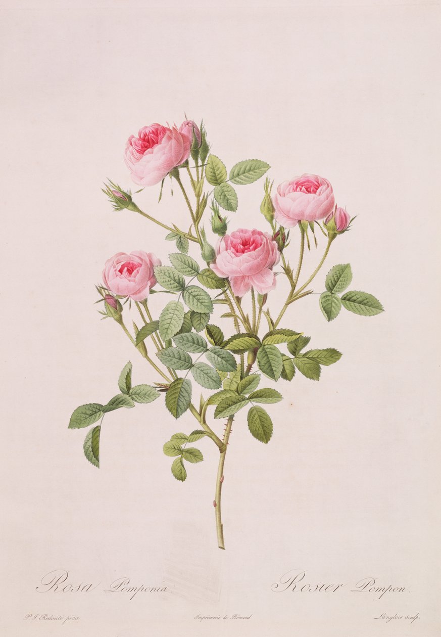 Rosa pomponia, Langlois metszete, a Les Roses-ból, 1817-24 (színes akvatinta) alkotó: Pierre Joseph Redouté