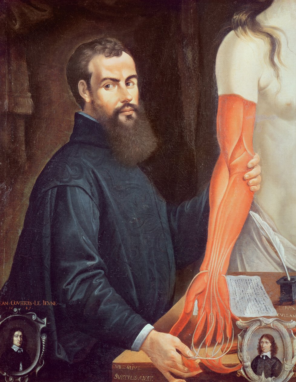 Andreas Vesalius (1514-64) alkotó: Pierre Poncet