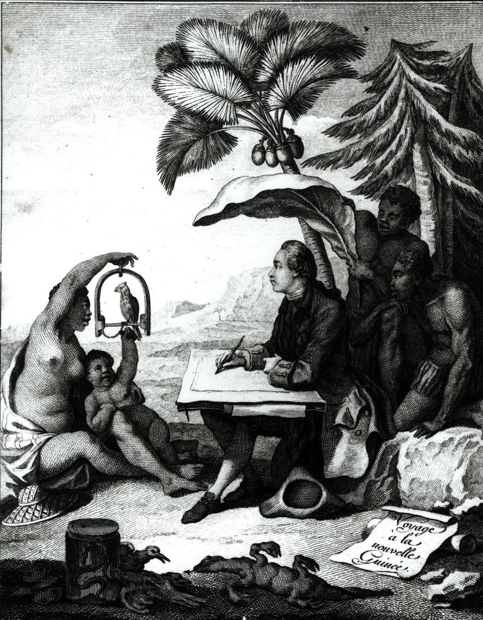 Pierre Sonnerat Madarat rajz a „Voyage a la Nouvelle-Guinee” című művéből, vésette Marie Therese Martinet (sz. 1731) 1776 alkotó: Pierre Sonnerat