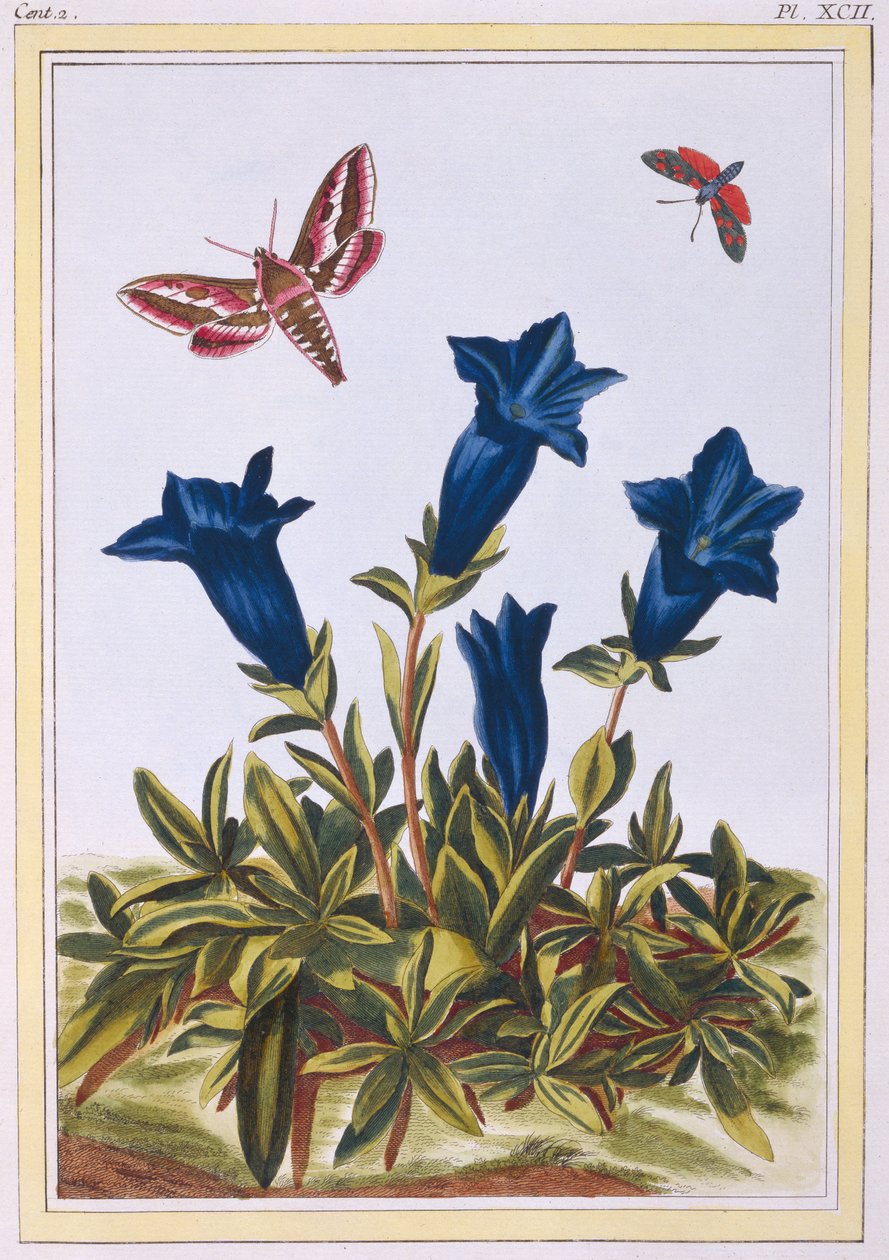 Kék encián (trombitavirág), 1776 körül (kézzel színezett metszet) alkotó: Pierre Joseph Buchoz