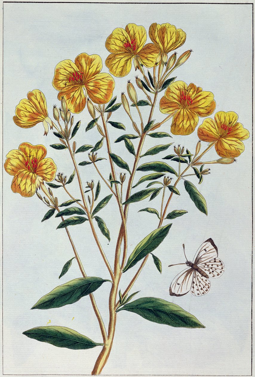 Esti primőr, 73. tábla a "Collection Precieuse et Enluminee" II. részéből (színes metszet) alkotó: Pierre Joseph Buchoz