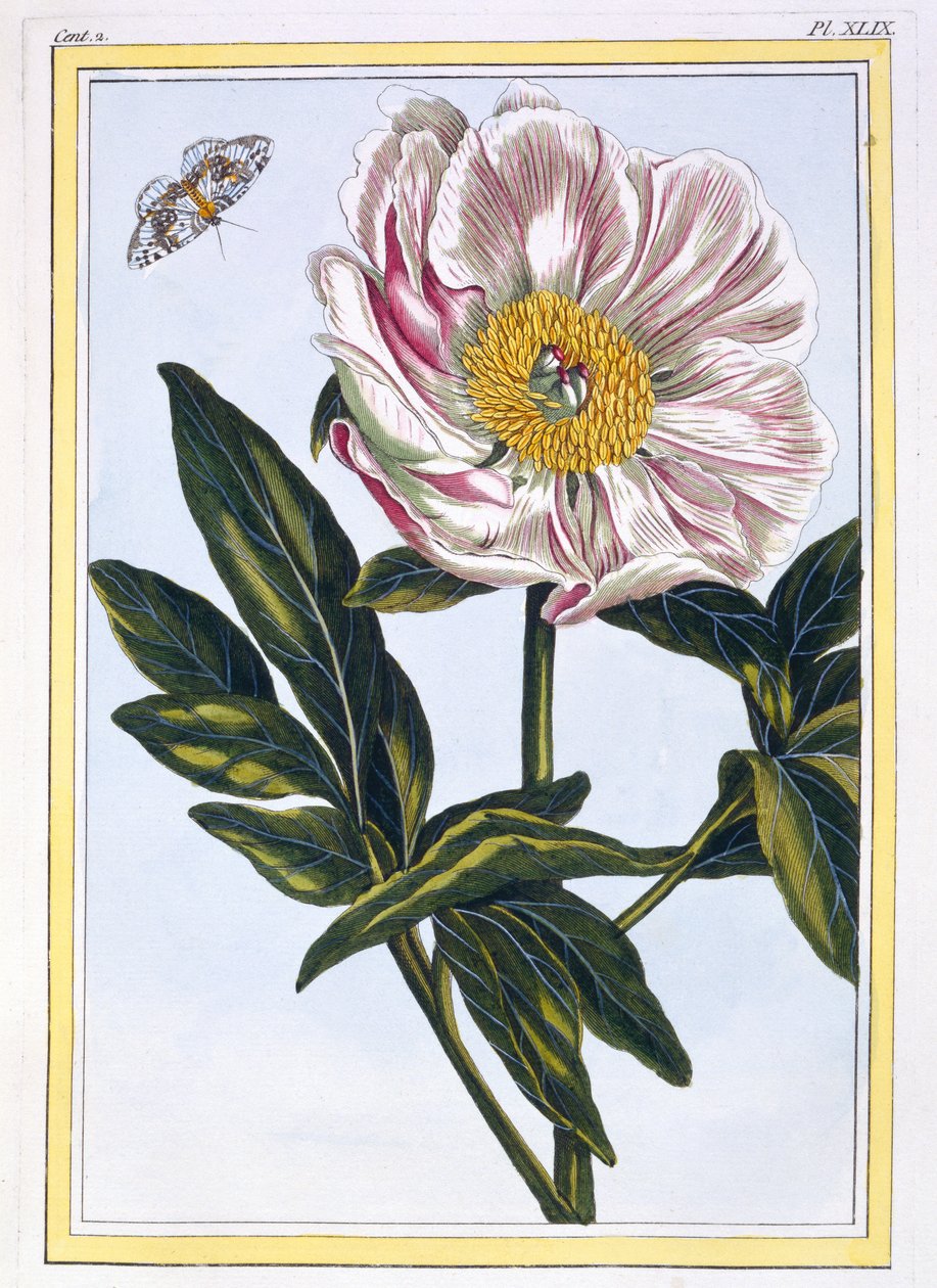 Hússzínű közönséges bazsarózsa, 1766 körül (kézzel festett metszet) alkotó: Pierre Joseph Buchoz
