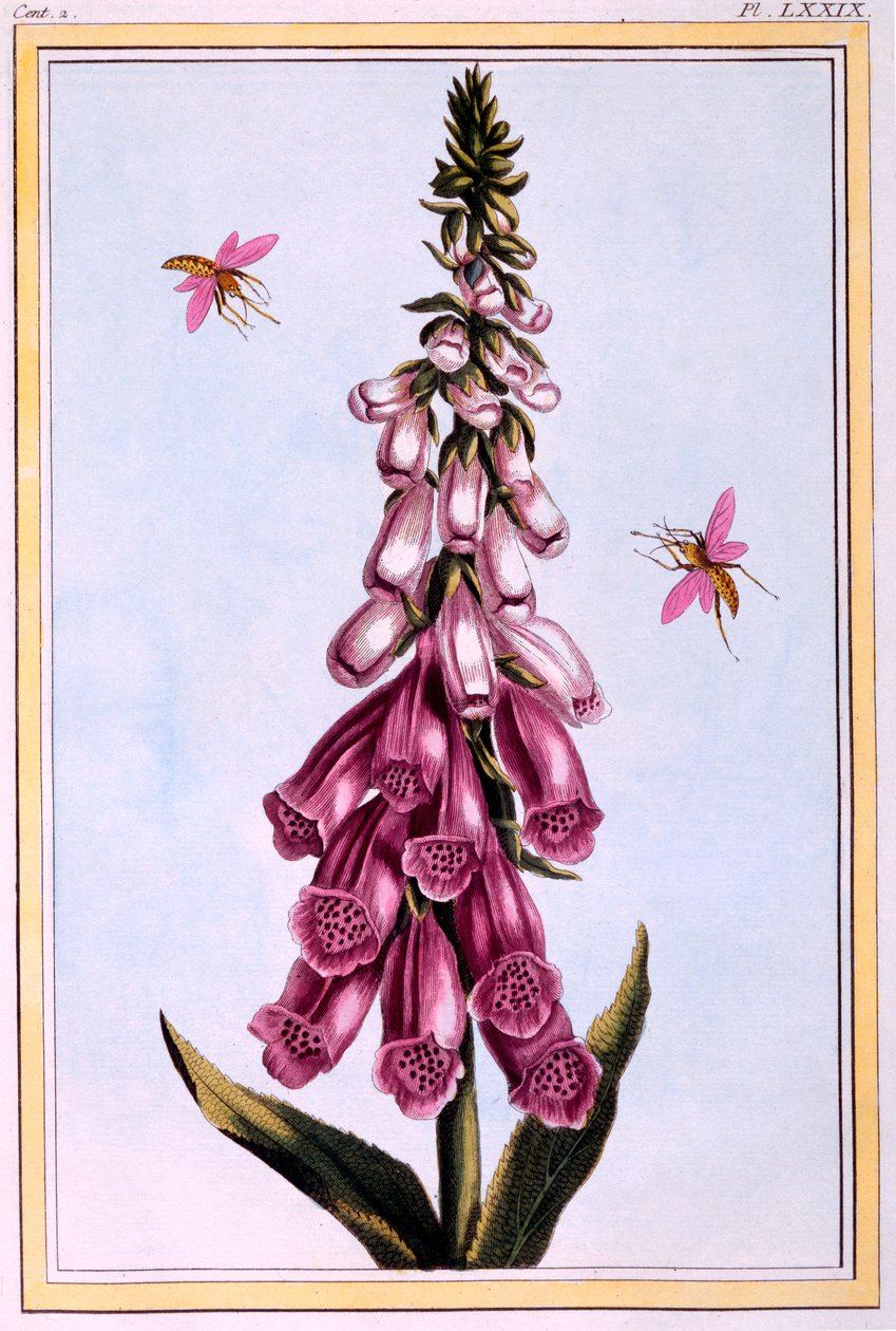 Rókagombóc Digitalis, illusztráció a "Collection Precieuse et Enluminee Des Floura" II. részéből, írta Pierre Joseph Buchoz, megjelent 1776-ban. alkotó: Pierre Joseph Buchoz