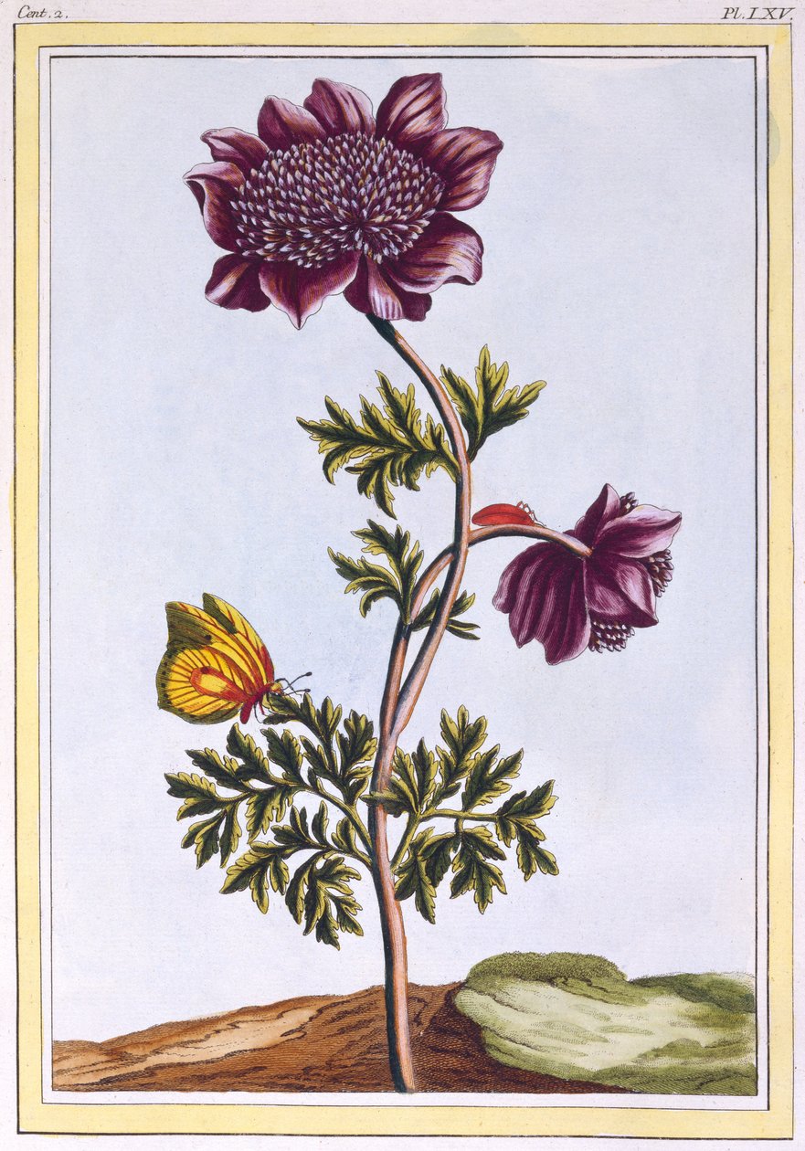 Kerti Anenome (Szélvirág), 1776 körül (kézzel színezett metszet) alkotó: Pierre Joseph Buchoz