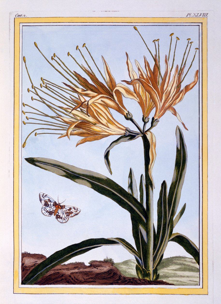 Liliom, 1766 körül (kézzel színezett metszet) alkotó: Pierre Joseph Buchoz