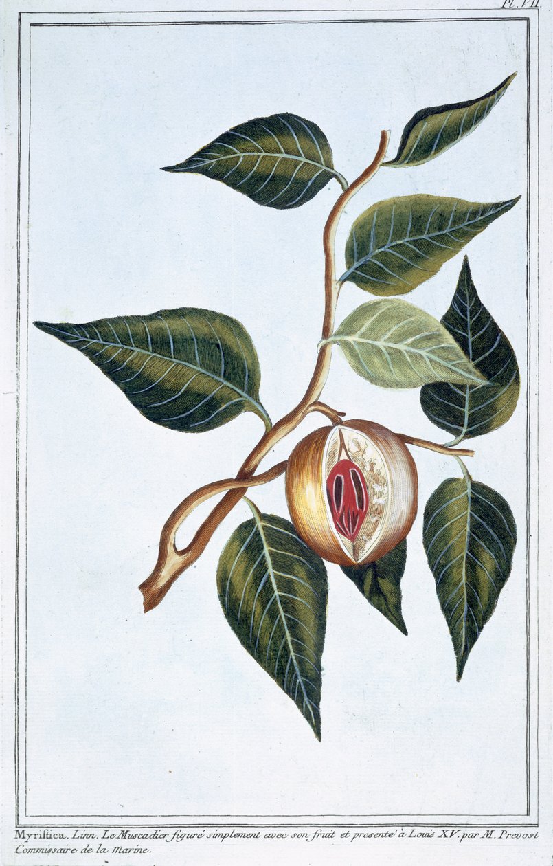 Szerecsendió, 7. tábla, a „Collection Precieuse et Enluminee” III. kötetéből (színes gravírozás) alkotó: Pierre Joseph Buchoz