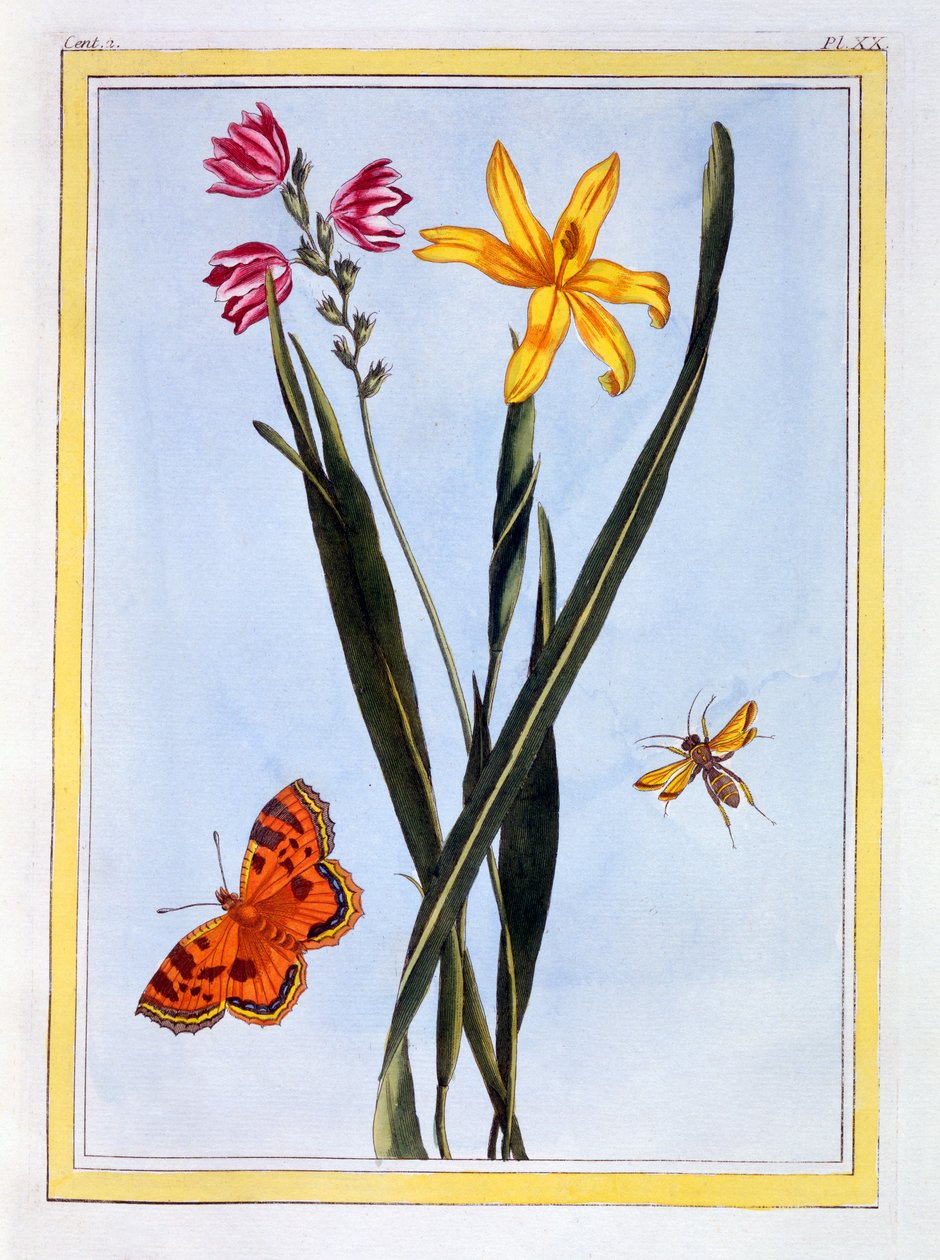Dél-amerikai Ixia, 1766 körül (kézzel színezett metszet) alkotó: Pierre Joseph Buchoz