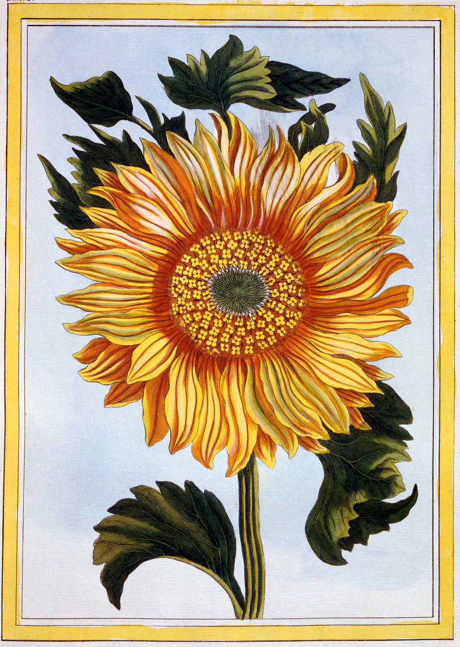 Napraforgó, 1766 körül (kézzel színezett metszet) alkotó: Pierre Joseph Buchoz