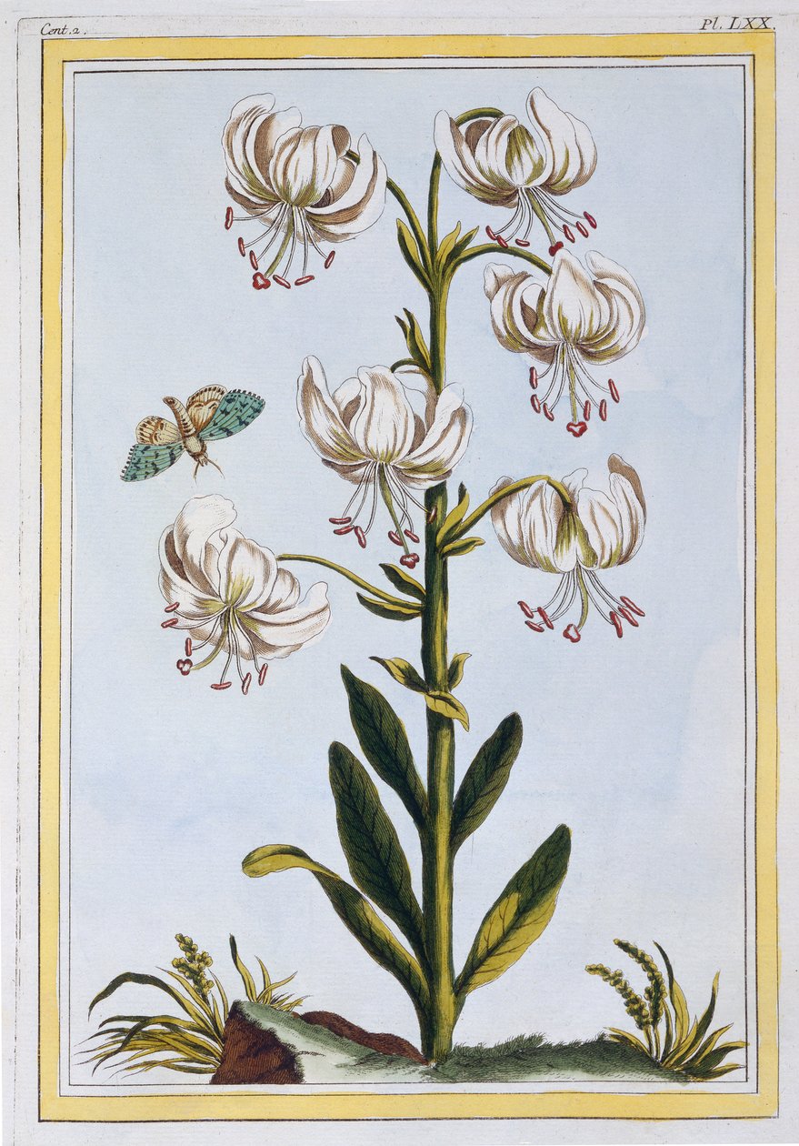 Turkscap Lily prob L. Martagan, Var: 1776 körül (kézzel színezett metszet). alkotó: Pierre Joseph Buchoz