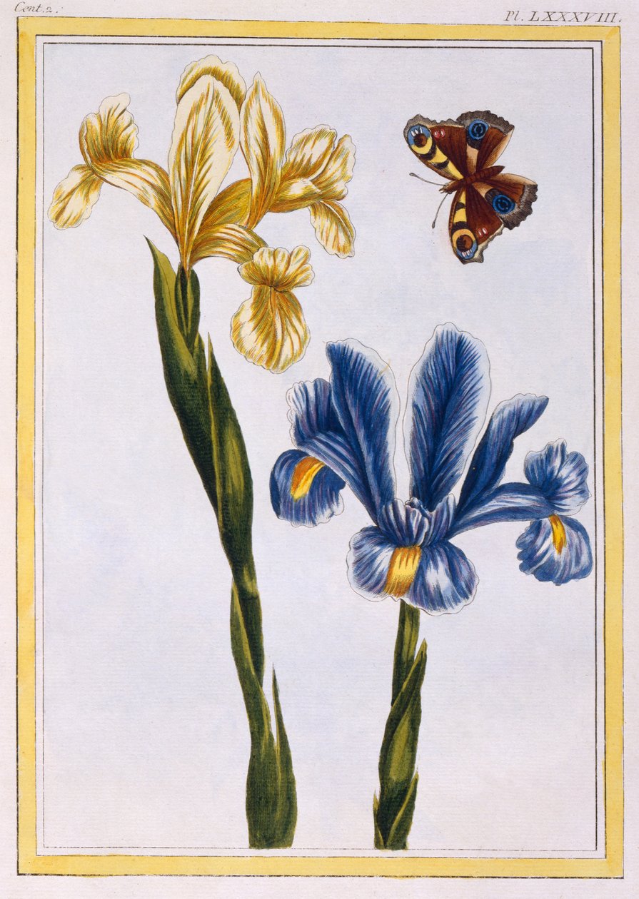 Sárga és lila íriszek, 1776 körül (kézzel színezett metszet) alkotó: Pierre Joseph Buchoz