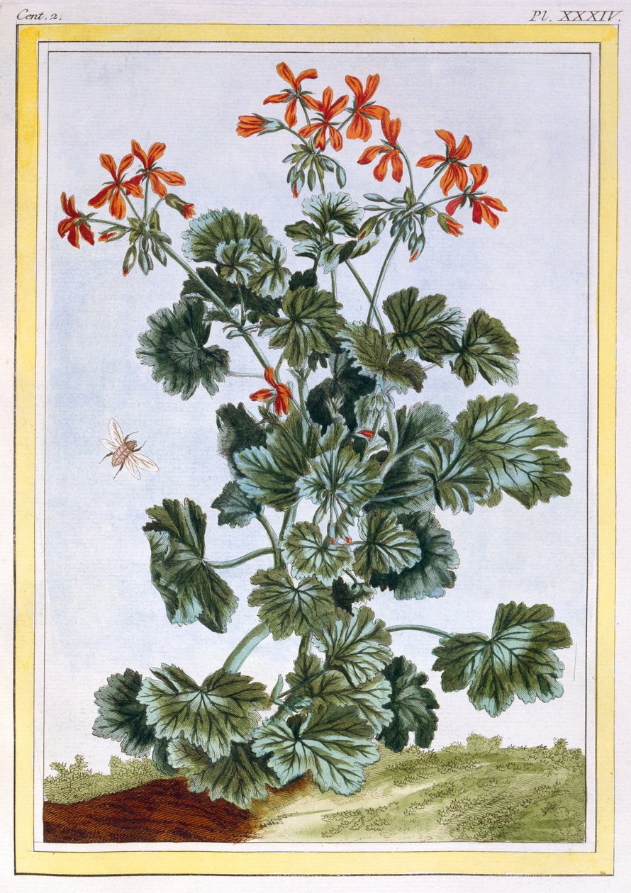 Sárga virágú Cranesbill, 1776 körül (kézzel színezett metszet) alkotó: Pierre Joseph Buchoz