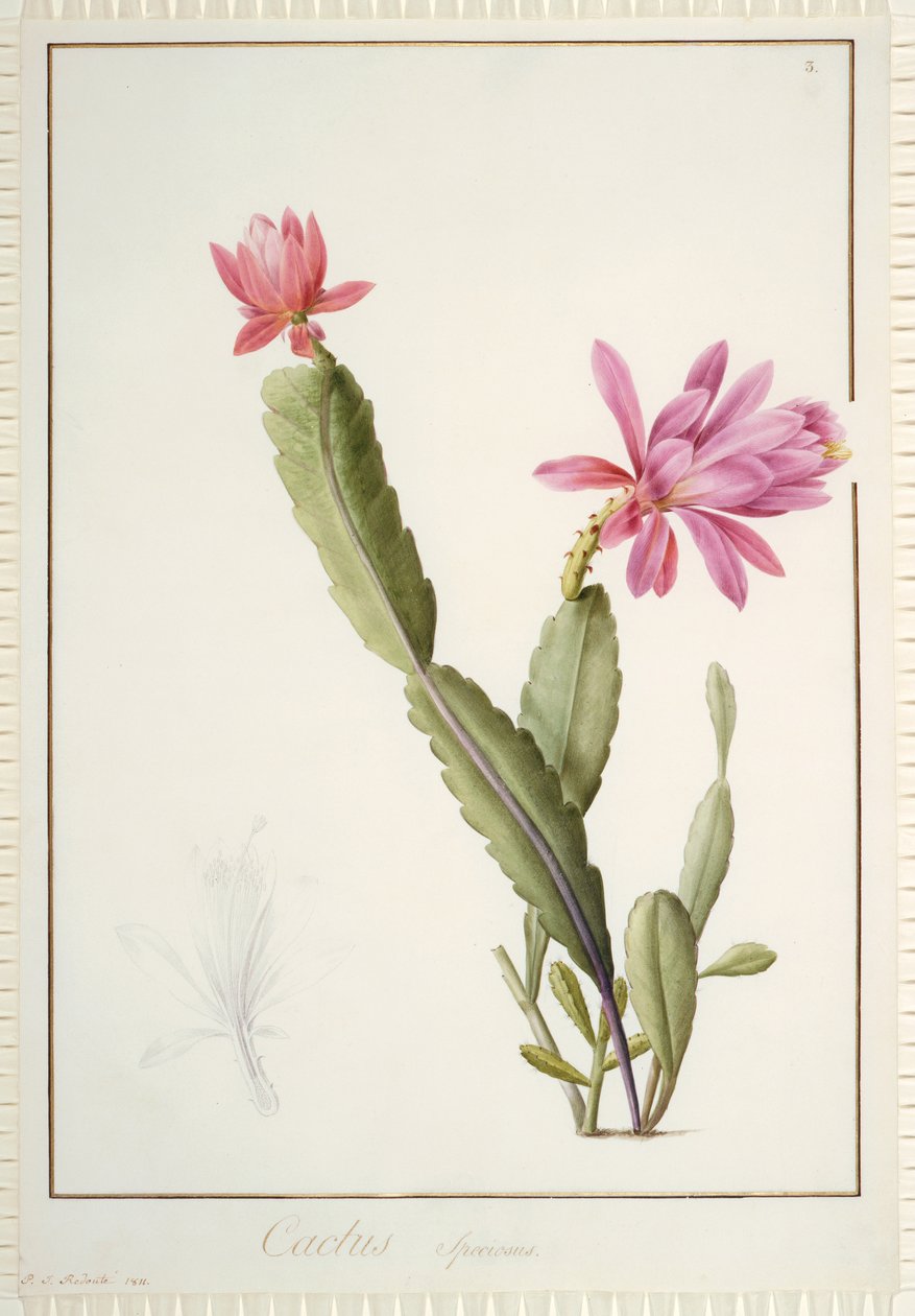 Cactus Speciosus, 1811 (wc és testszín grafitnyomok fölött, pergamen) alkotó: Pierre Joseph Redouté