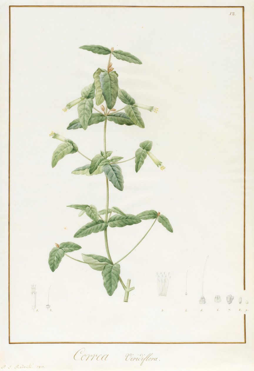 Correa Vieisiflora, 1811 (wc és testszín grafitnyomok felett pergamen) alkotó: Pierre Joseph Redouté