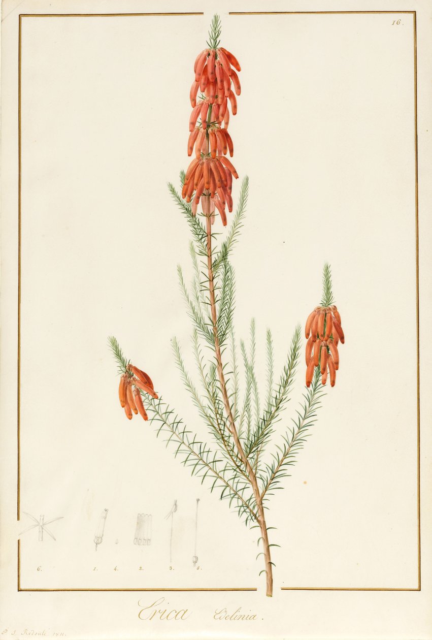 Erica Edilinei, 1811 (wc és testszín grafitnyomok fölött, pergamen) alkotó: Pierre Joseph Redouté