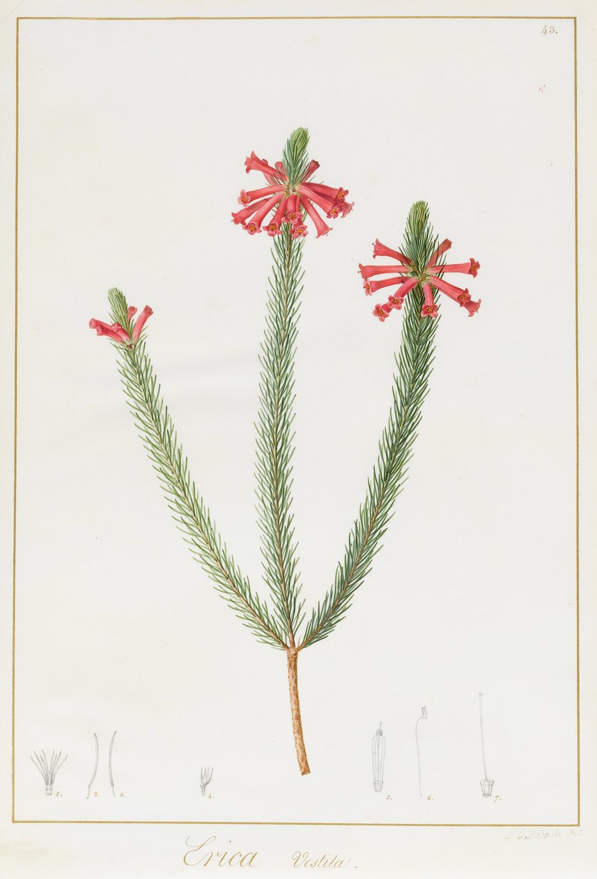 Erica Vestita, 1812 (wc és testszín grafit felett, pergamen) alkotó: Pierre Joseph Redouté