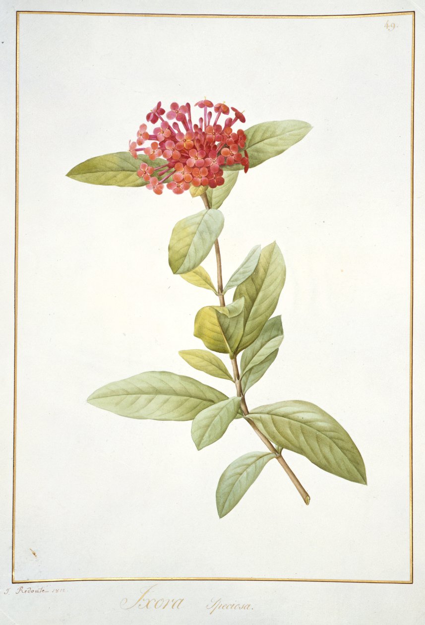 Ixora speciosa, 1812 (wc és testszín grafitra, pergamenre) alkotó: Pierre Joseph Redouté