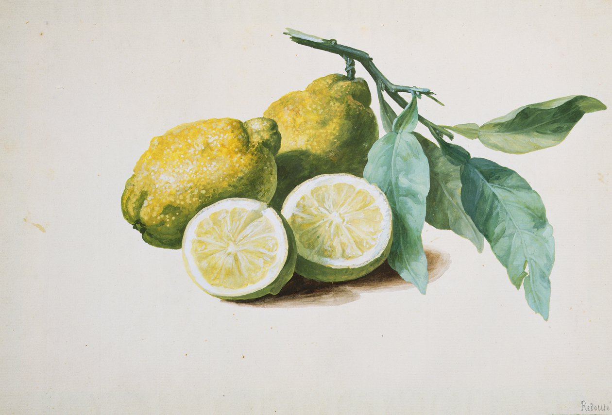 Lemons, 1840 alkotó: Pierre Joseph Redouté
