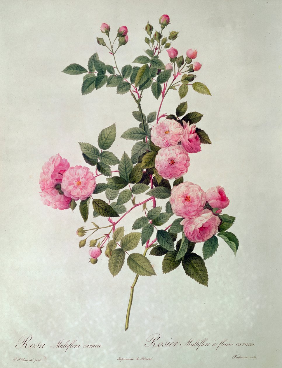 A Thory rózsái, Rosa Multiflora Carnea (litográfia) alkotó: Pierre Joseph Redouté