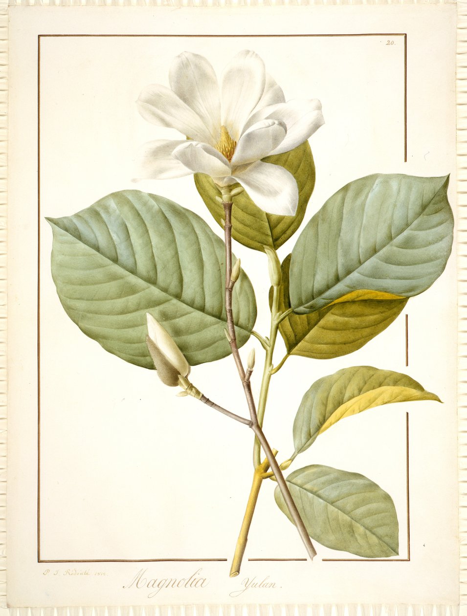 Magnolia Yulan, Magnolia Denudata, 1812 (wc és testszín, grafitnyomok a héjon) alkotó: Pierre Joseph Redouté