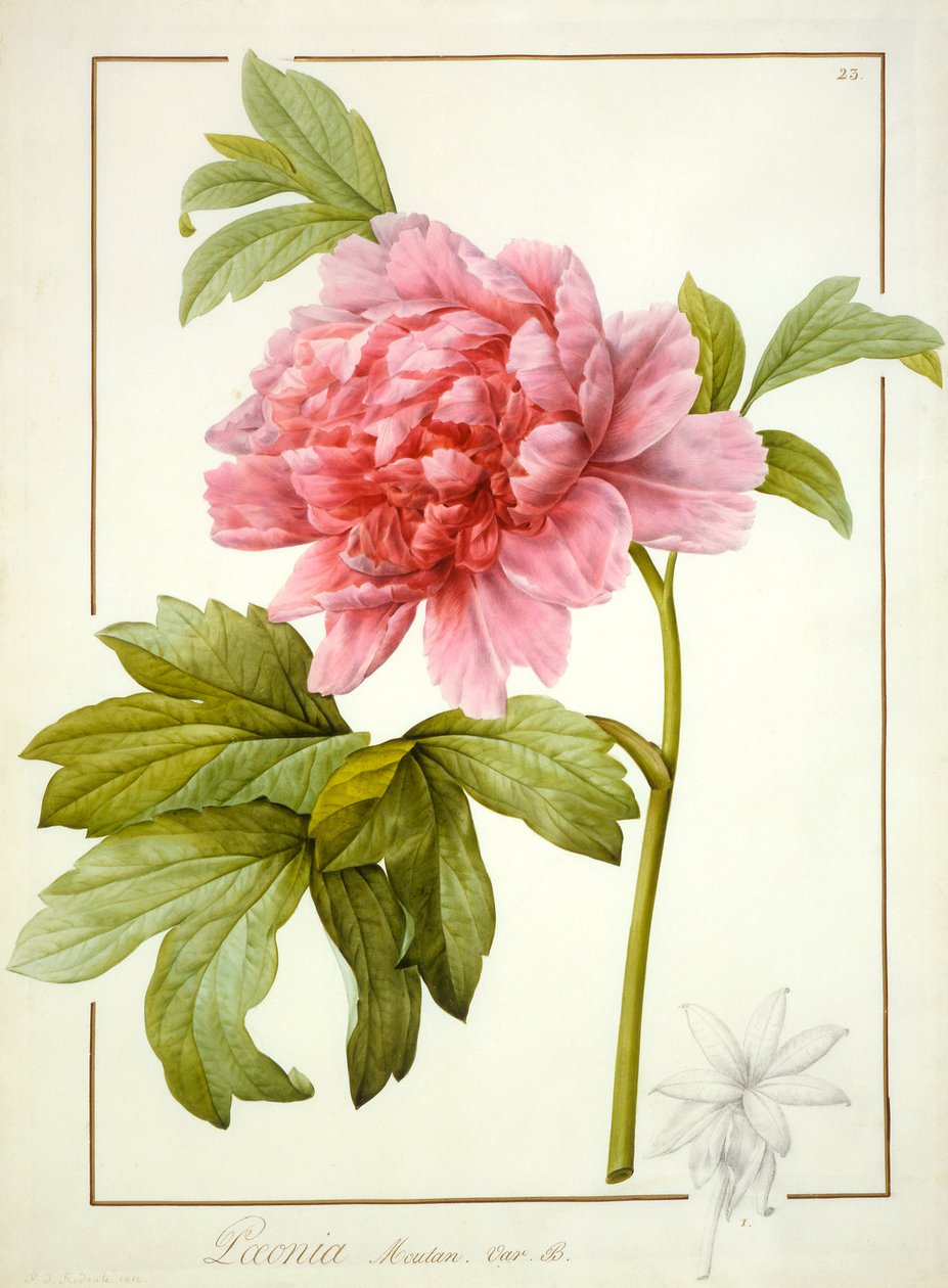 Paeonia Suffruticosa, 1812 (gumi-arábikummal, grafit nyomai fölött, pergamen) alkotó: Pierre Joseph Redouté