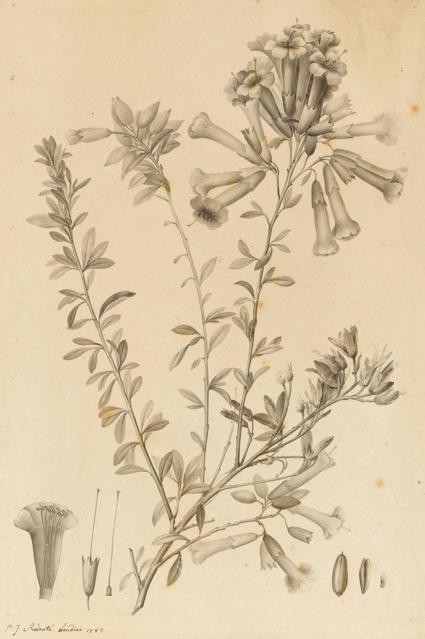 Periphragmos Species, 1787 (fekete tinta és szürke mosás papíron, leragasztva a tartóra) alkotó: Pierre Joseph Redouté
