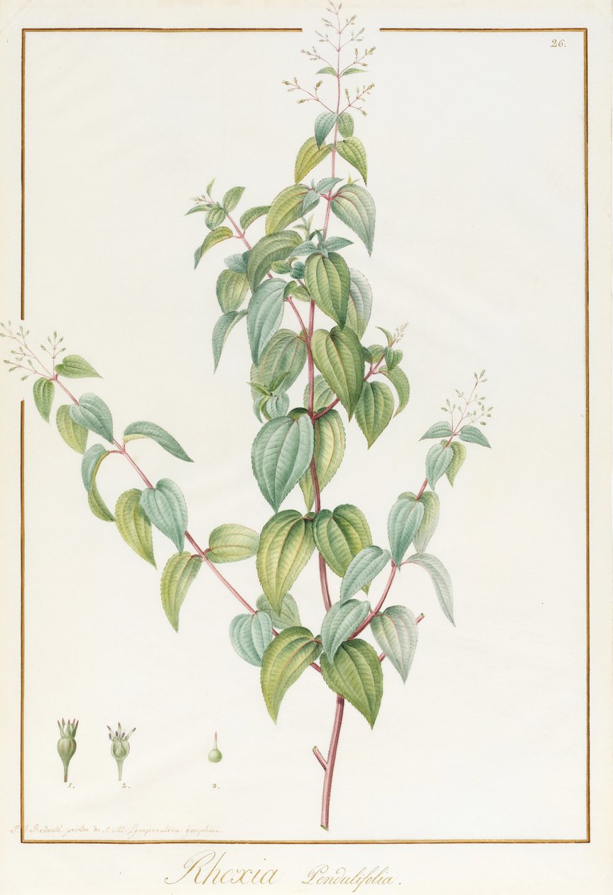 Rhexia Pendulifolia (wc és testszín grafitnyomokon, pergamenre) alkotó: Pierre-Joseph Redouté