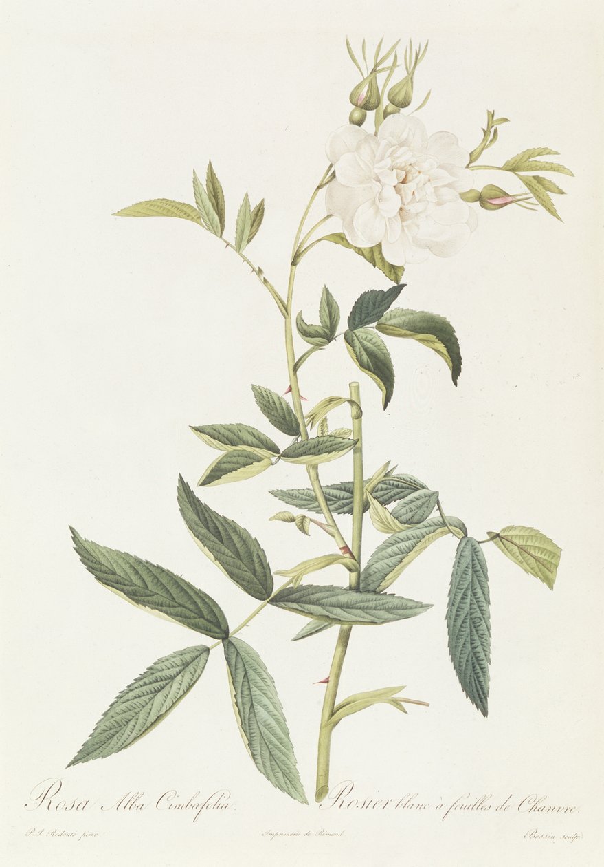 Rosa Alba Cimbaefolia alkotó: Pierre Joseph Redouté