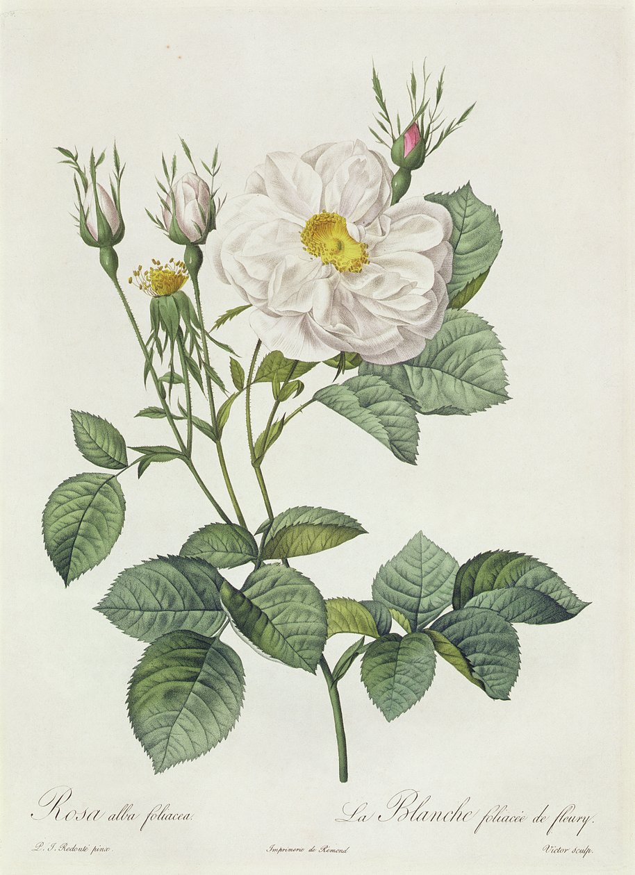 Rosa Alba Foliacea alkotó: Pierre Joseph Redouté