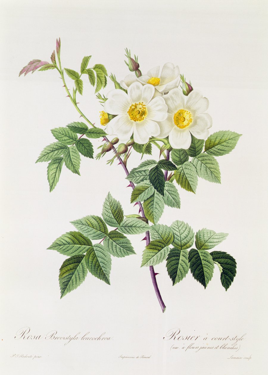 Brevistyla Leucochroa csapata alkotó: Pierre Joseph Redouté