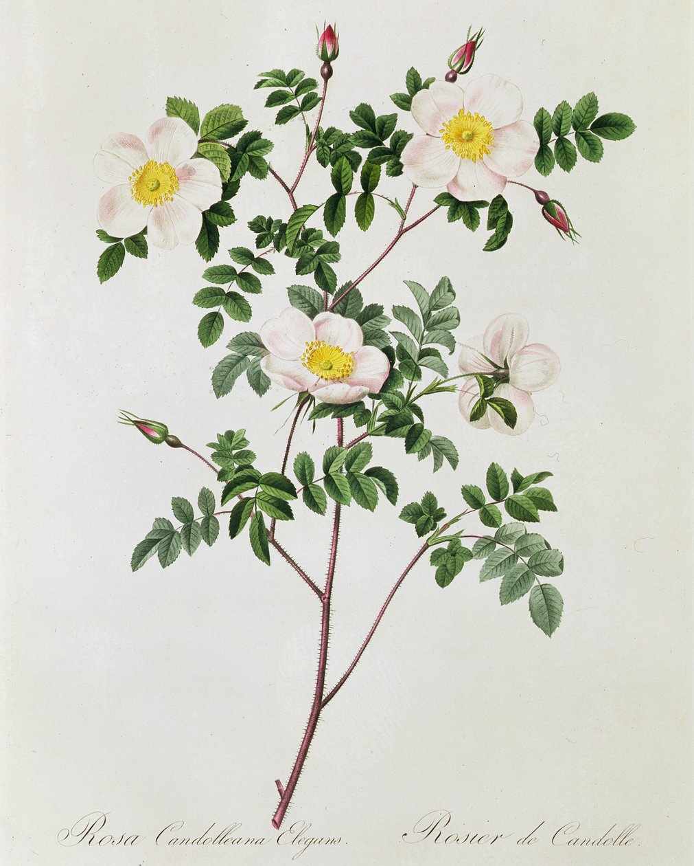 Rosa Candolleana Elegans alkotó: Pierre Joseph Redouté