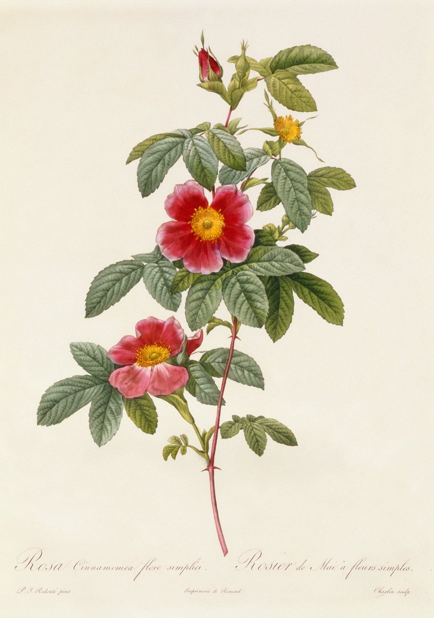 Rosa Cinnamomea egyszerű virág alkotó: Pierre Joseph Redouté