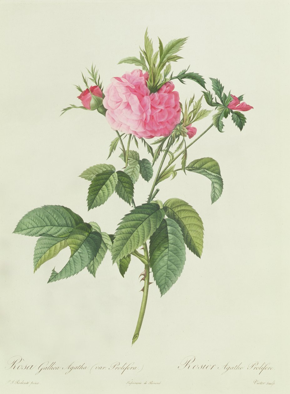 Rosa Gallica Agatha Prolifera alkotó: Pierre Joseph Redouté