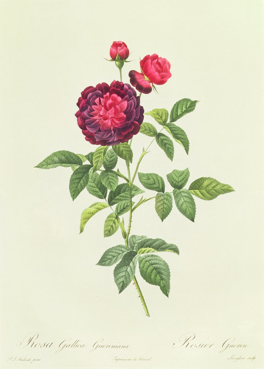 Rosa Gallica Gueriniana alkotó: Pierre Joseph Redouté