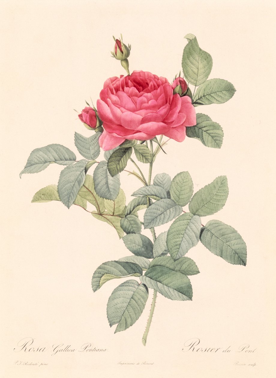 Rosa Gallica Pontiana alkotó: Pierre Joseph Redouté
