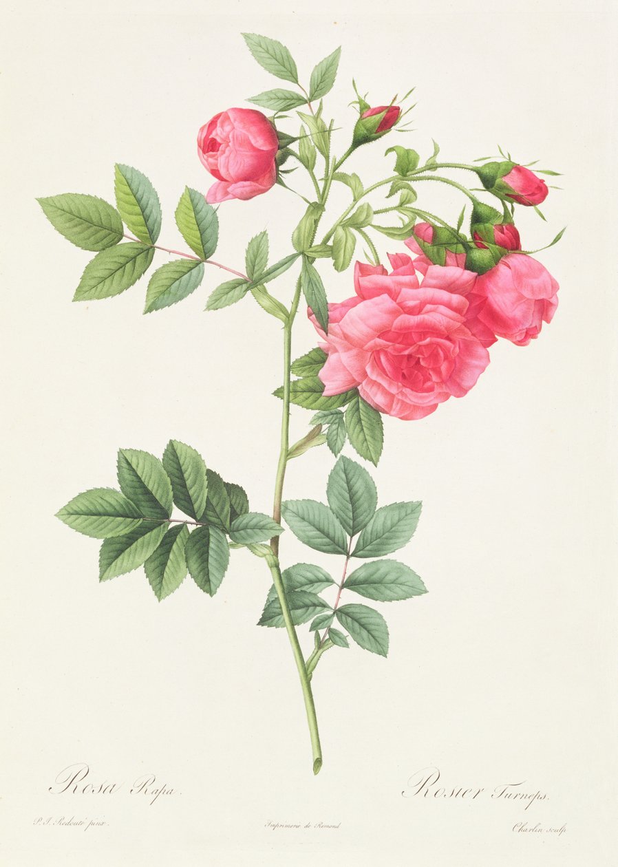 Rosa Pimpinellifolia Flore Variegato alkotó: Pierre Joseph Redouté